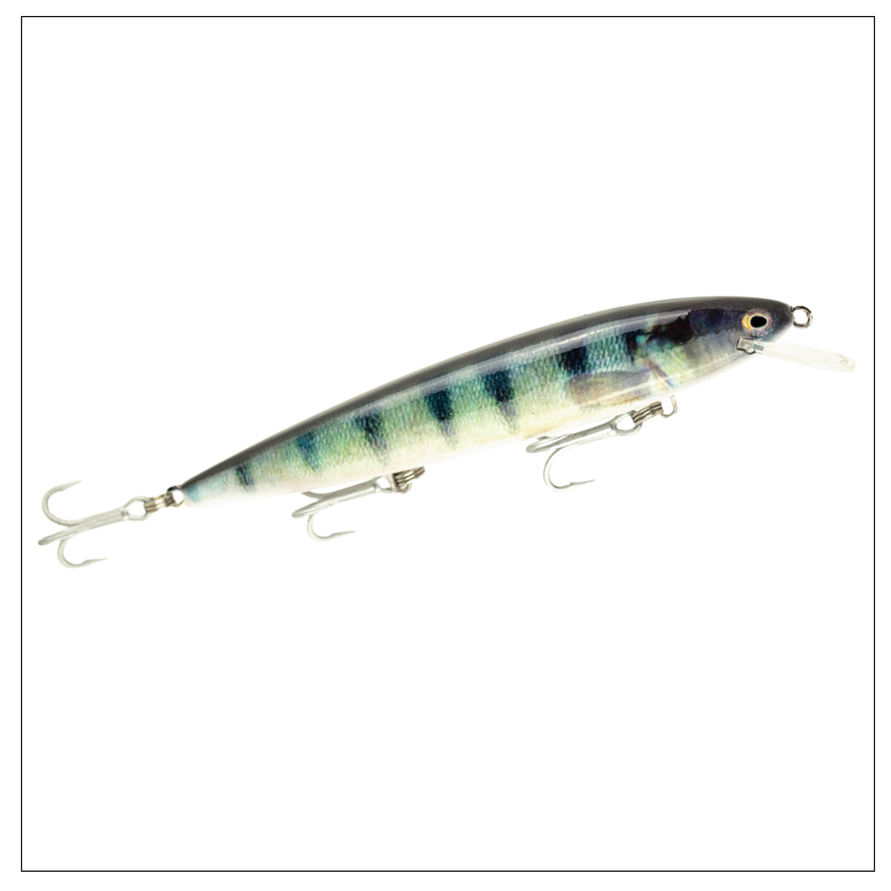 Raptor Patriot 6" Live Series